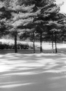 Black and White Photograph Snow Trees at Forest Manor